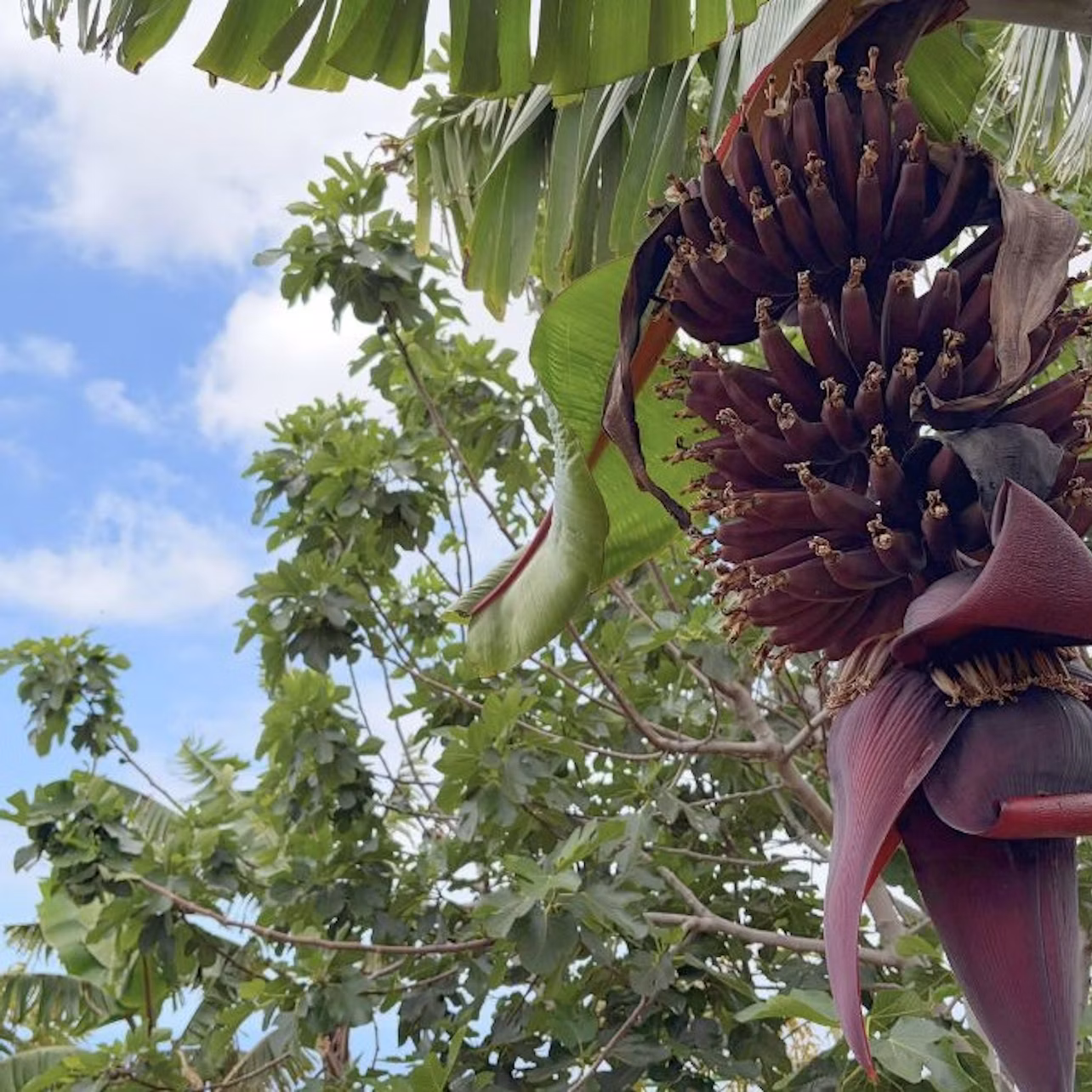 A banana tree with a hanging cluster of banana fruits and a flower, surrounded by leaves and a partly cloudy sky.