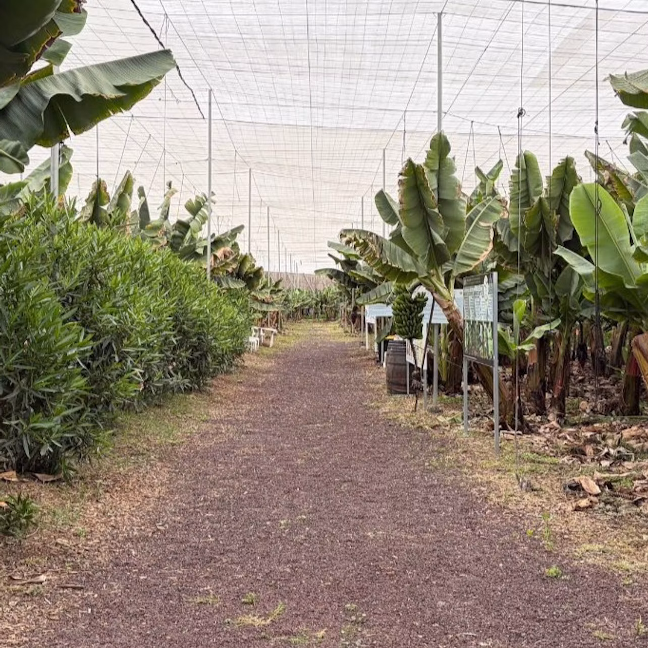 A path runs between banana plants and shrubs under a net-covered greenhouse structure.