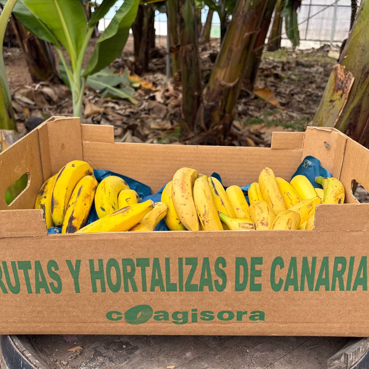 A cardboard box labeled "Frutas y Hortalizas de Canarias" filled with yellow bananas, placed outdoors near banana trees.