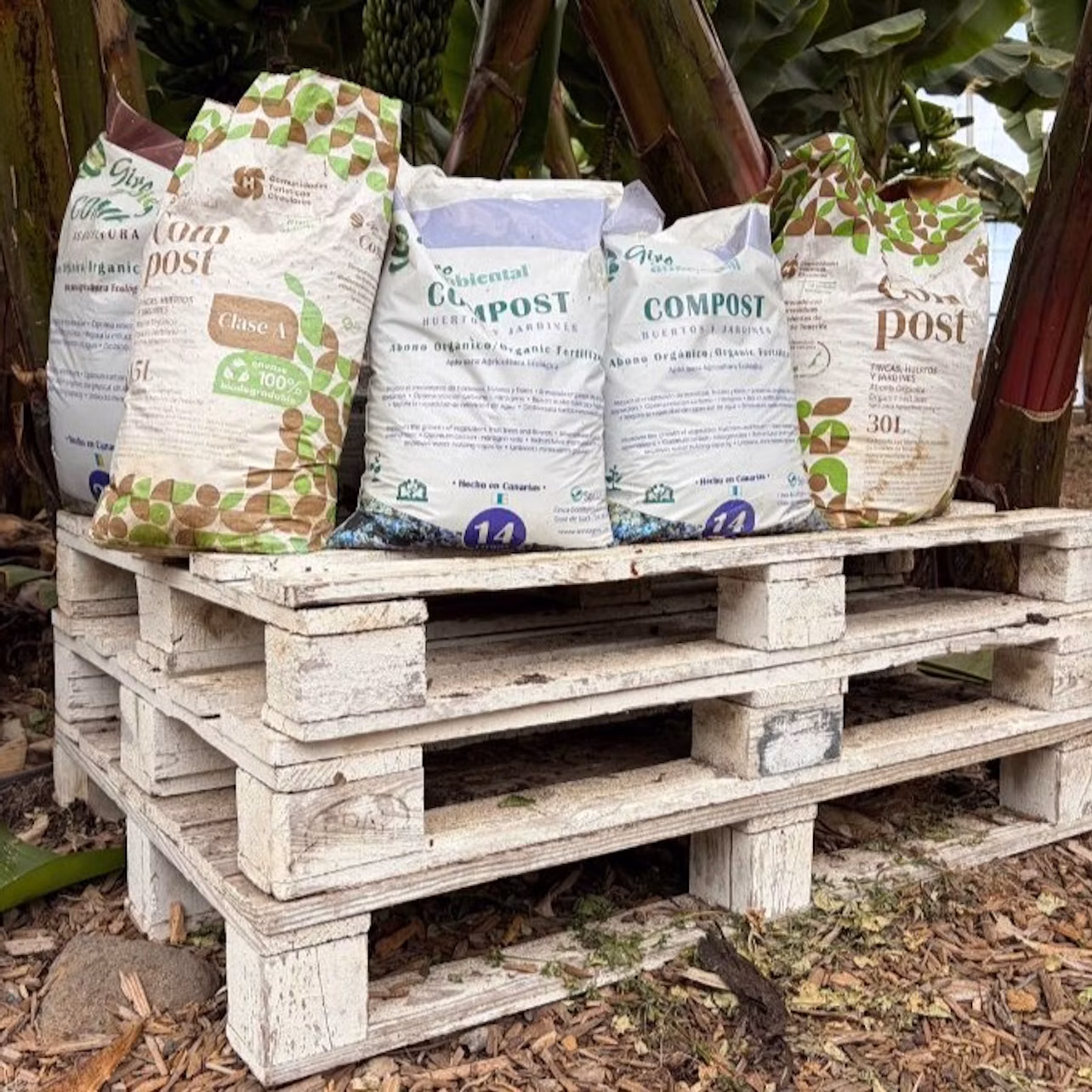 Bags of compost on a stack of wooden pallets, outdoors near banana plants.