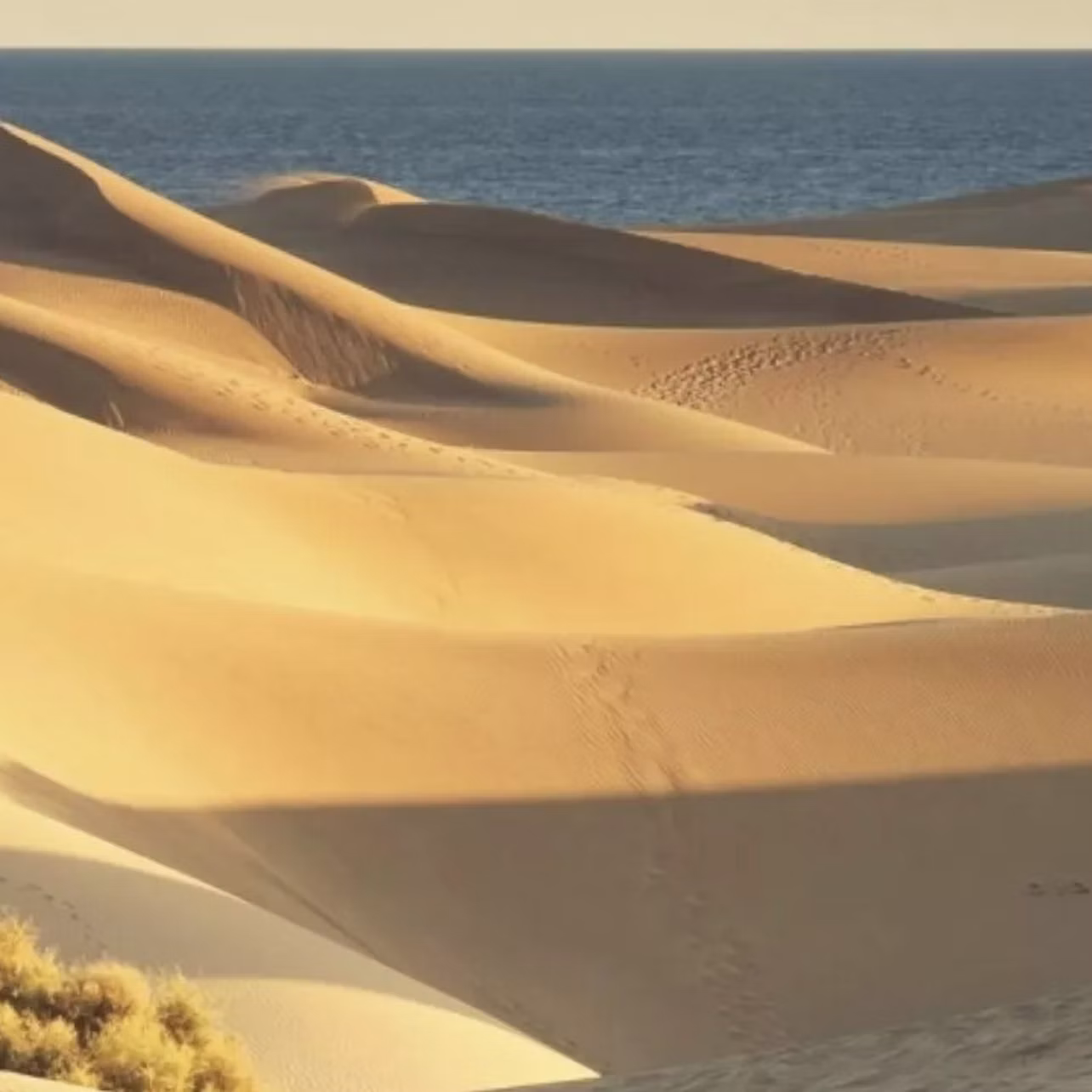 Sand dunes with smooth, wind-shaped ridges, small footprints, and sparse vegetation under a blue sky with a sea in the background.