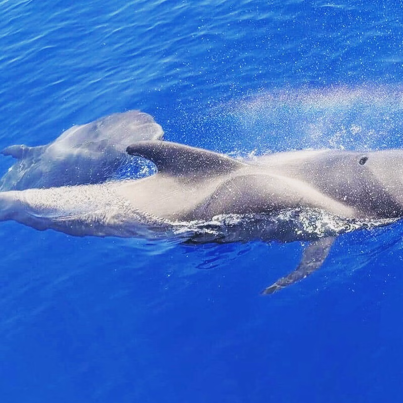 whales