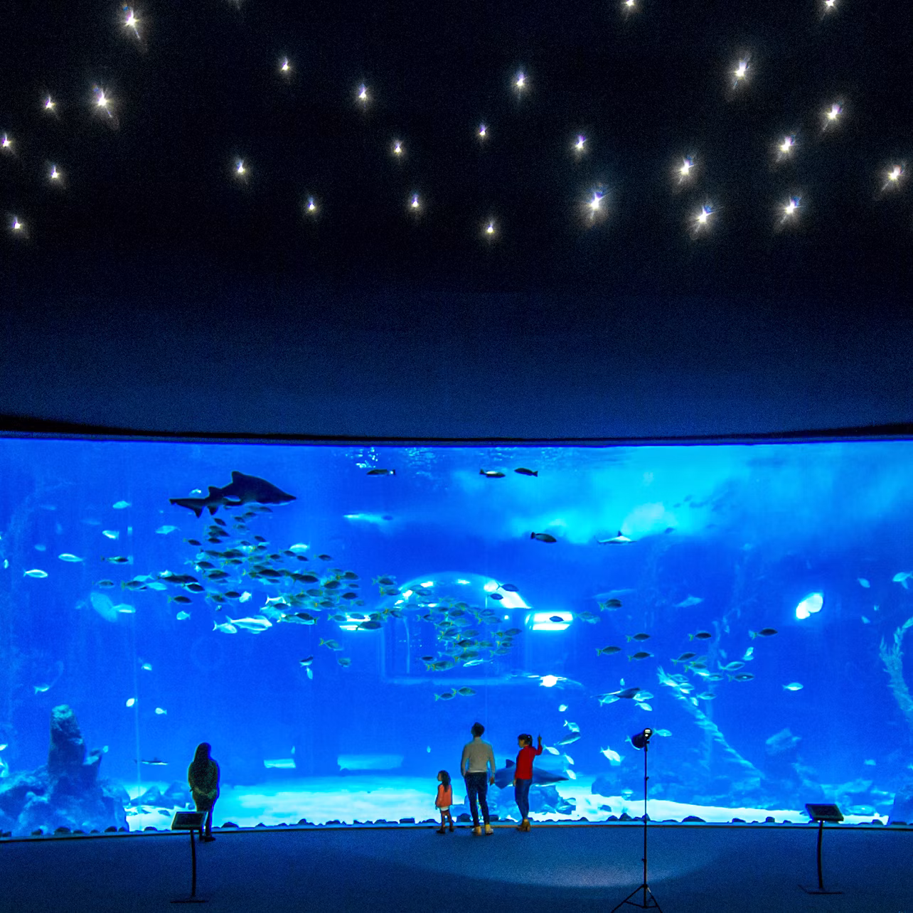People standing in front of a large aquarium tank with various fish inside. The ceiling is decorated with star-like lights.