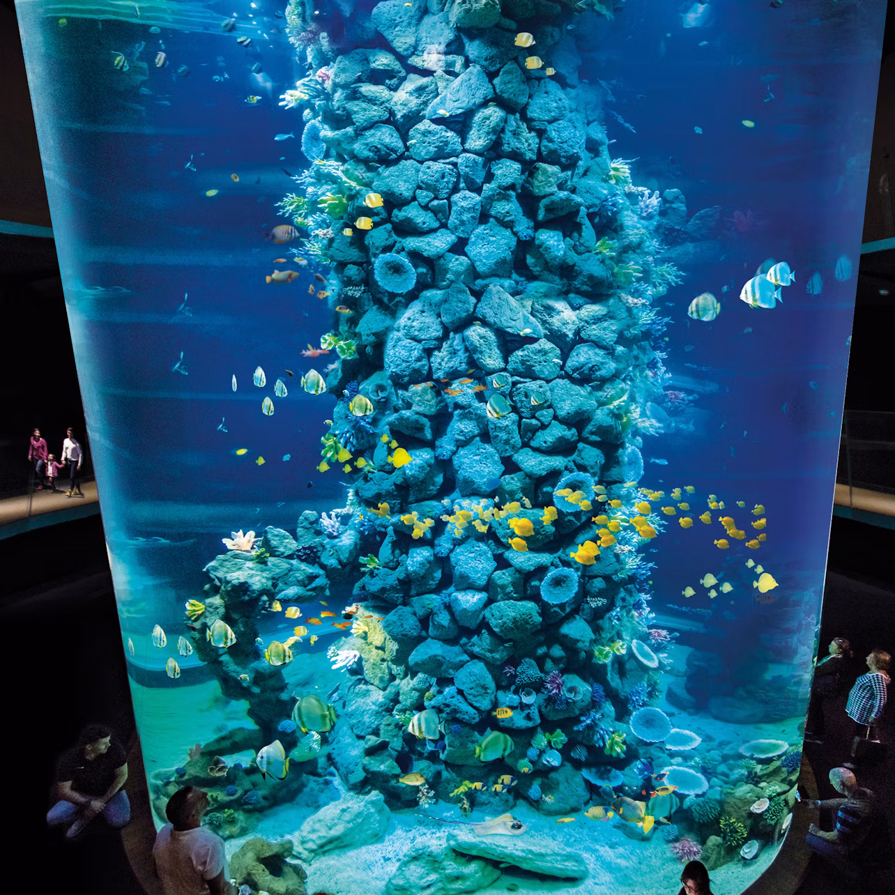 Large cylindrical aquarium with rocky pillar and various colorful fish; people viewing from the base and sides.