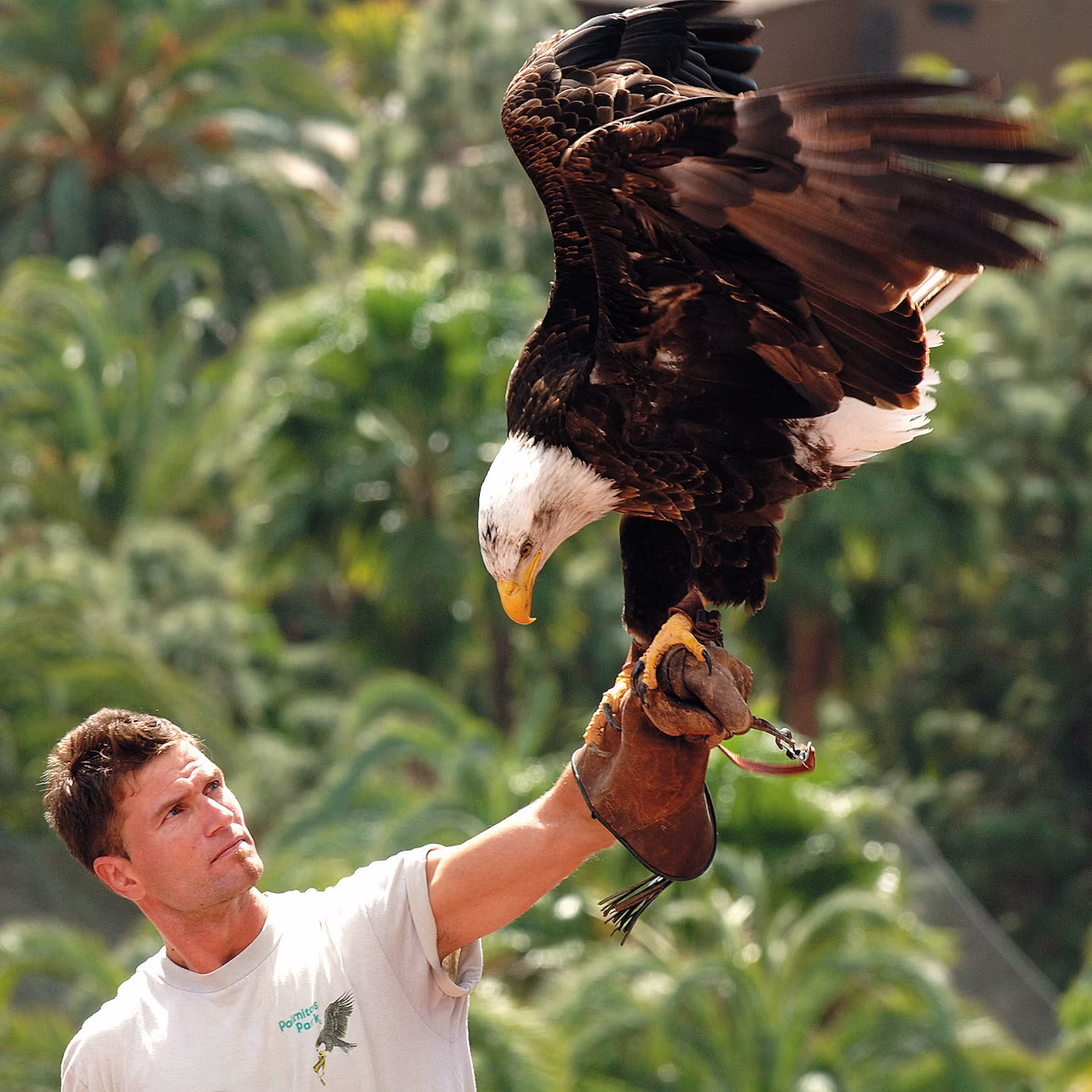 A person in a white shirt holds a bald eagle perched on their gloved arm, with lush greenery in the background.
