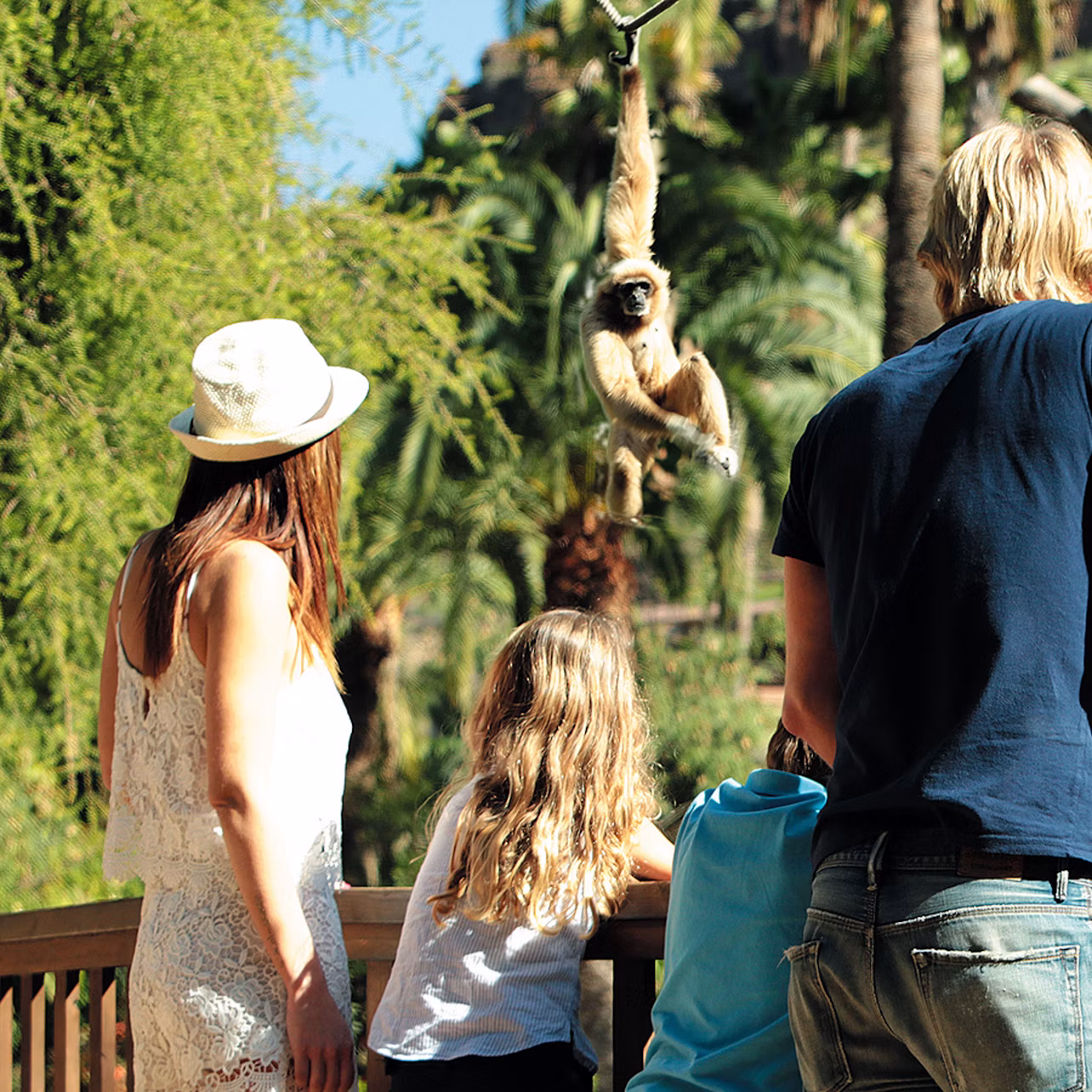 Three people watch a monkey hanging from a tree branch in an outdoor setting with lush greenery.