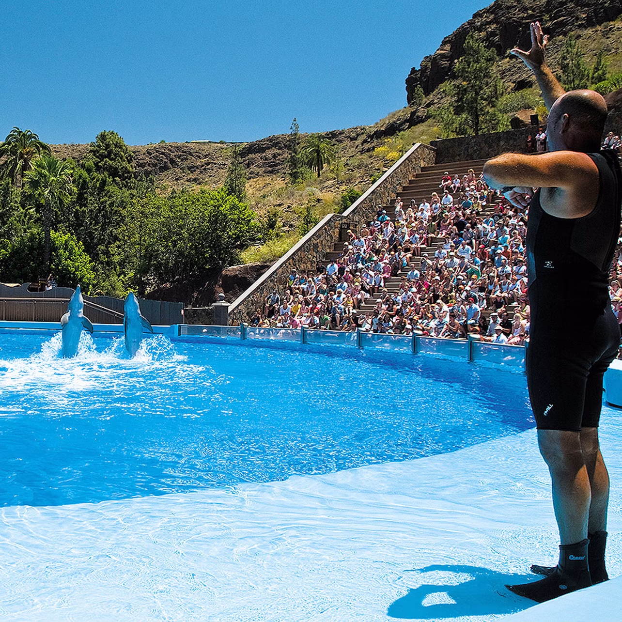 A trainer gestures to dolphins performing in a pool while a large audience watches from stadium seating.