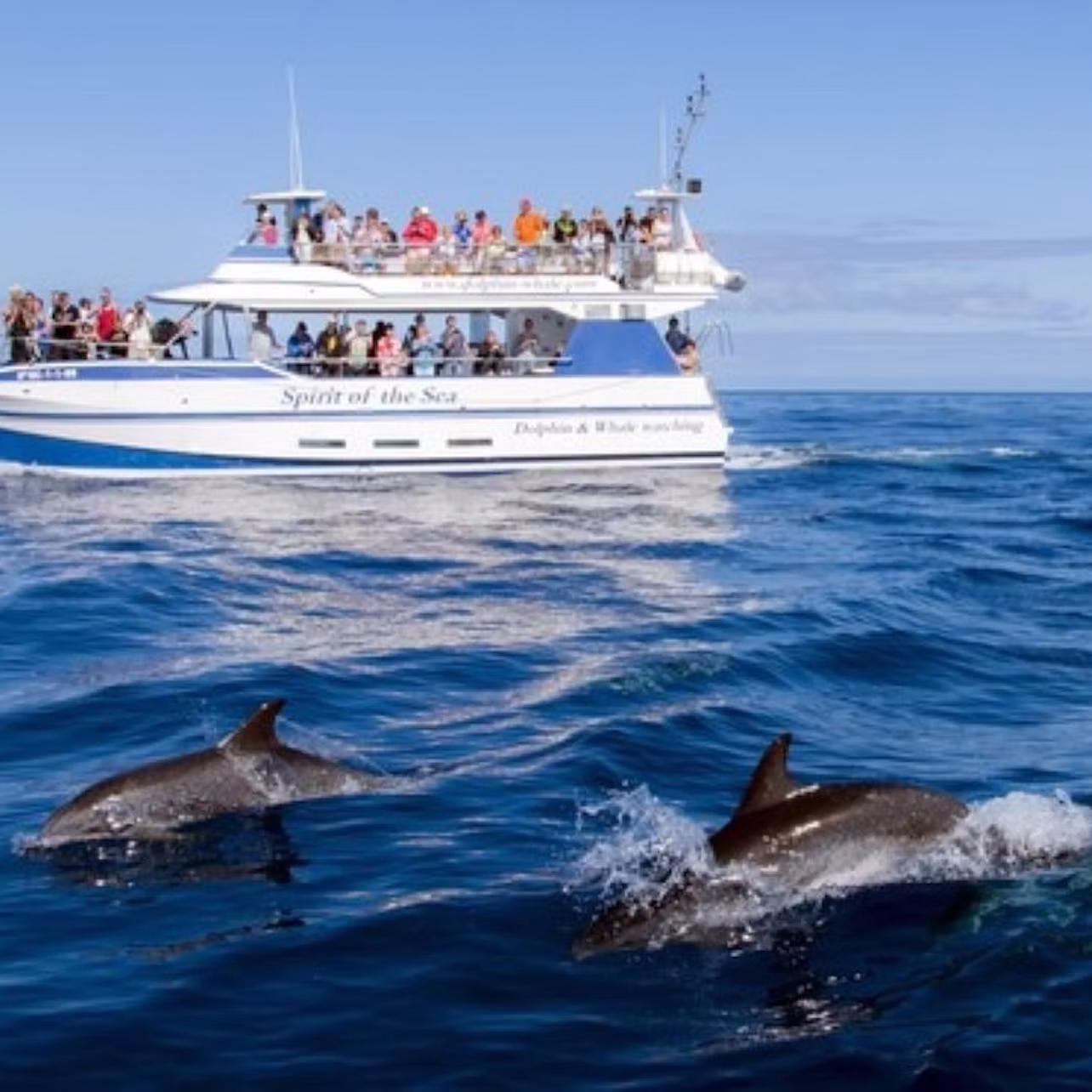 Avistamiento de delfines desde la cubierta del Spirit of the Sea