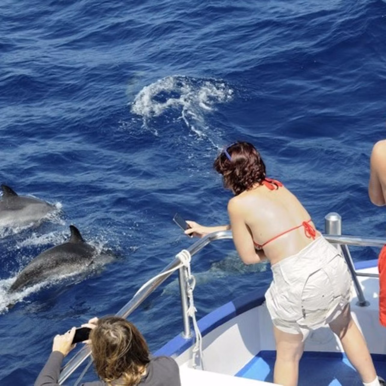 Los delfines se acercan al casco del Spirit of the Sea