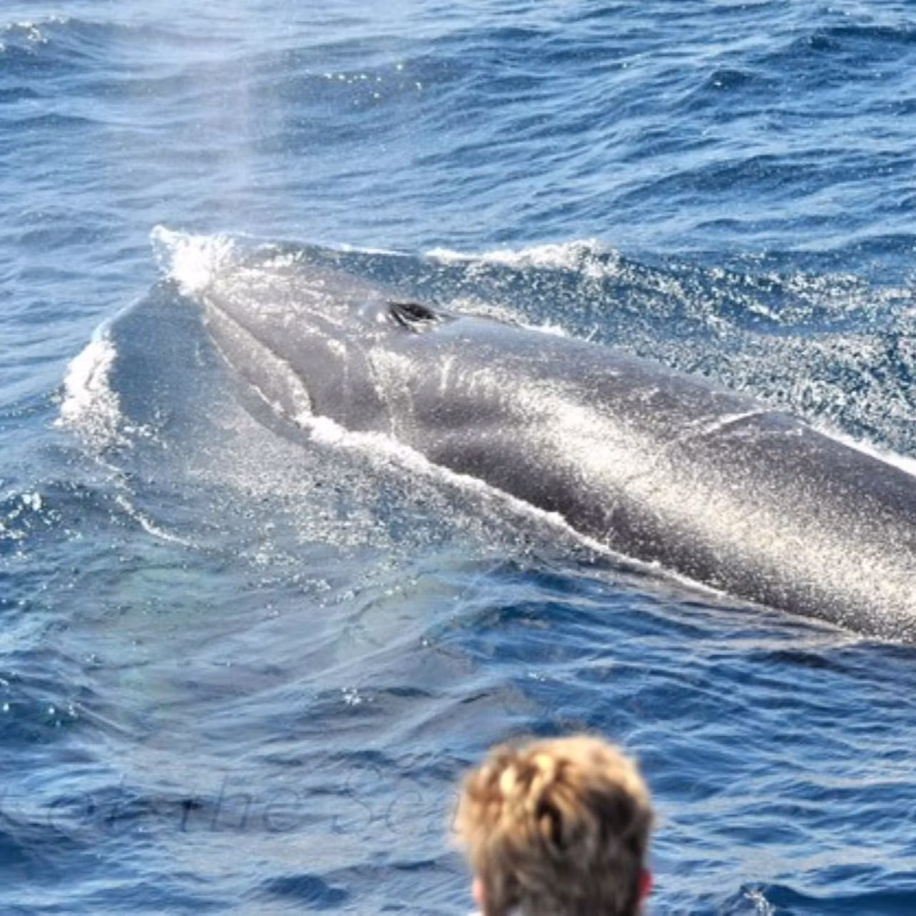 Avistamiento de Ballena desde la Cubierta del Spirit of the Sea