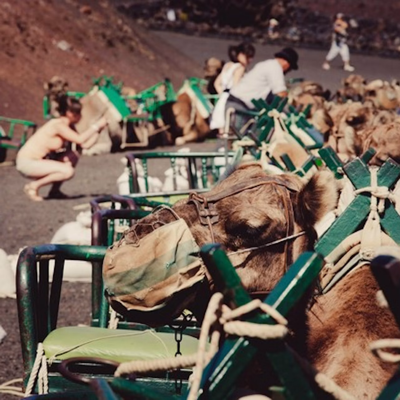 Camels are seated in metal frames with green seats, while people nearby in casual clothes are attending to them.