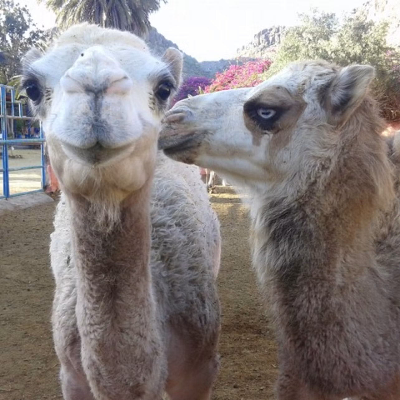 Two camels face each other outdoors; one appears to nuzzle the other. Palm trees and colorful foliage are in the background.