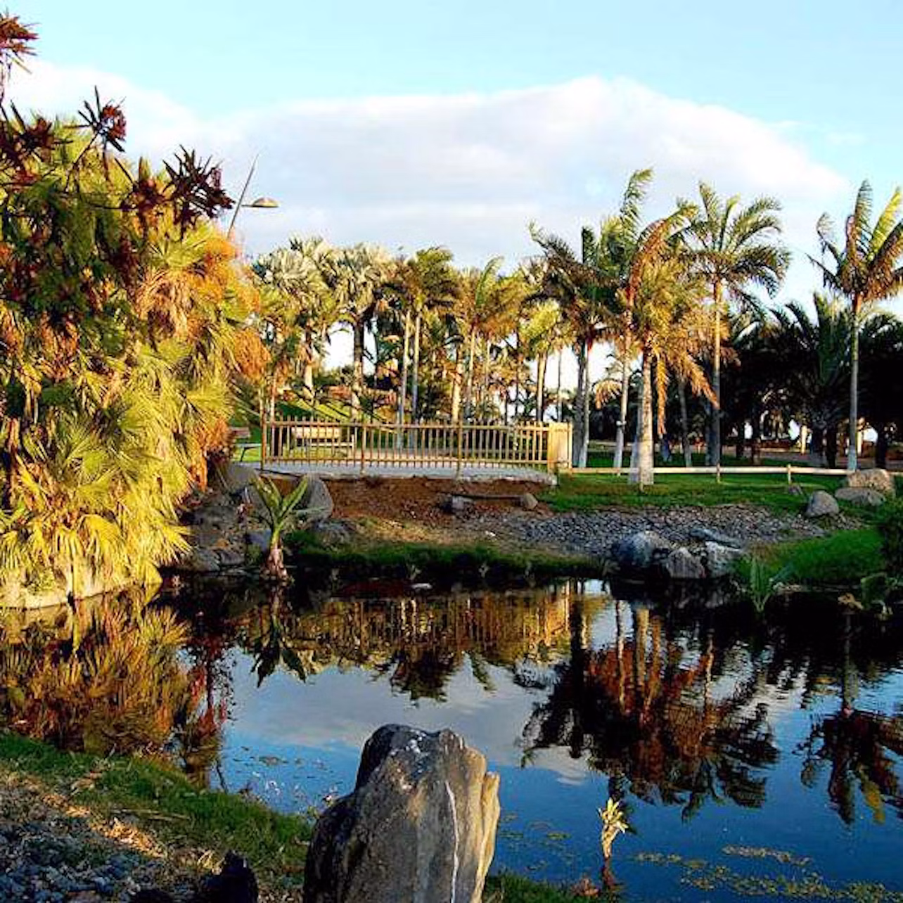 Palm trees and plants reflect off a calm pond, bordered by rocks and grass, with a small wooden bridge in the background.