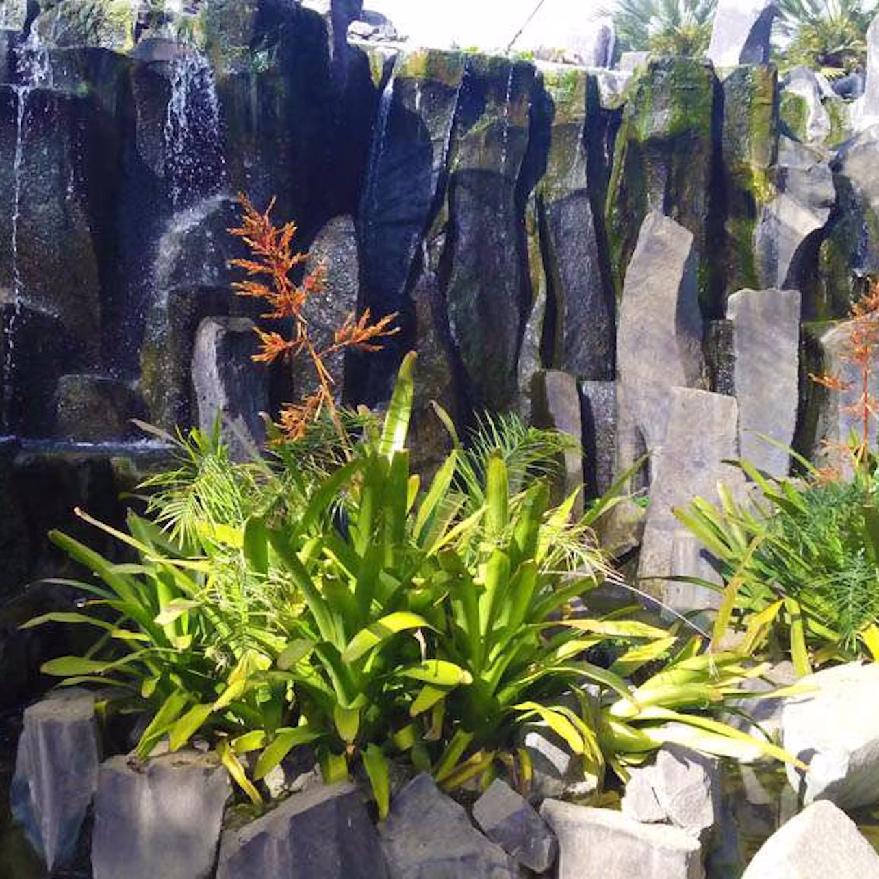 Cluster of green tropical plants with small red flowers in front of a vertical rock formation.