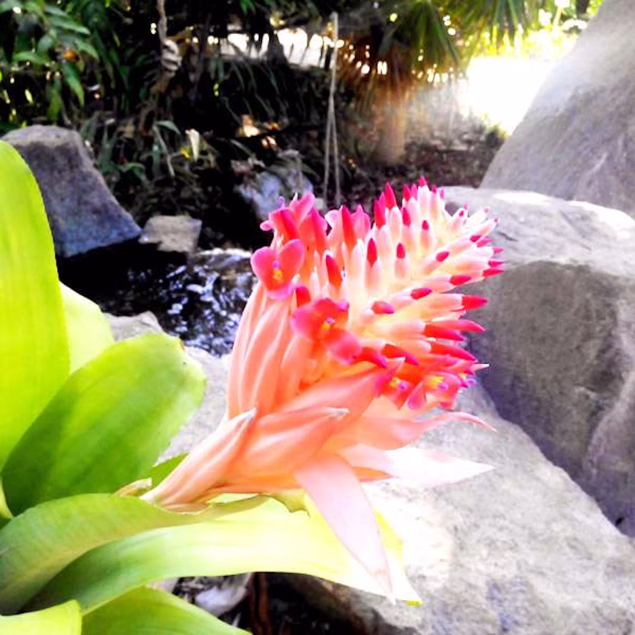A pink and red flower emerges from green leaves, set against a background of rocks and lush vegetation.