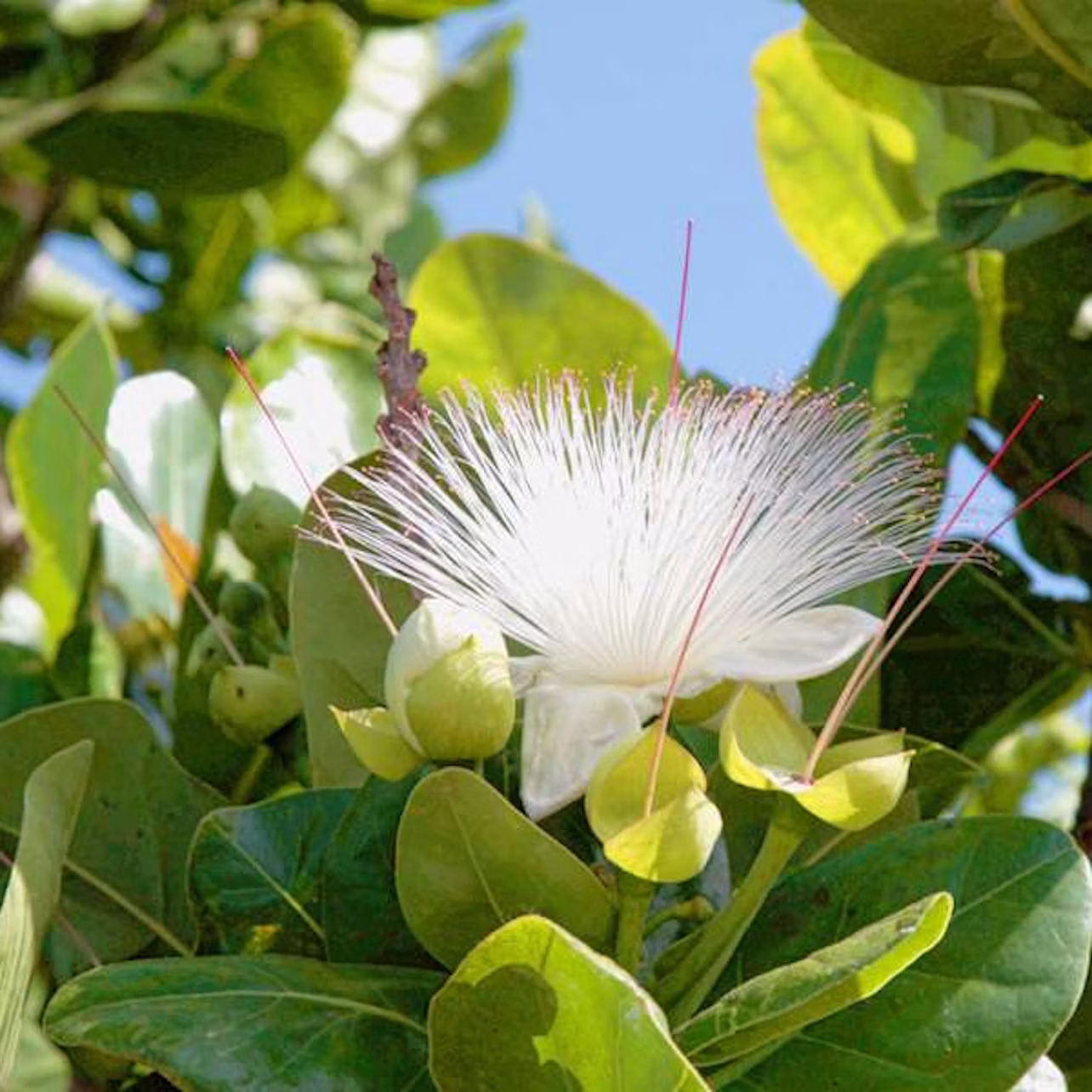 A white flower with thin, spiky petals and surrounded by lush green leaves, set against a blue sky.