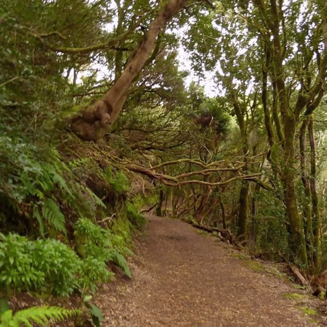 Laurel forest