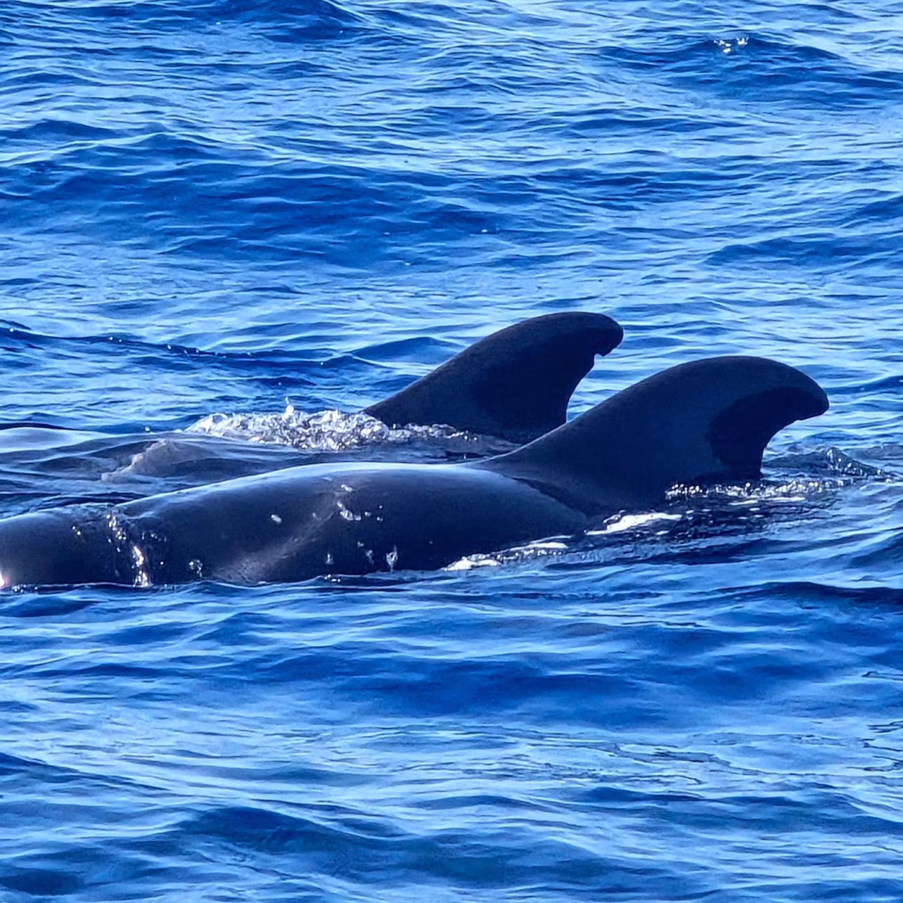 Cetaceans