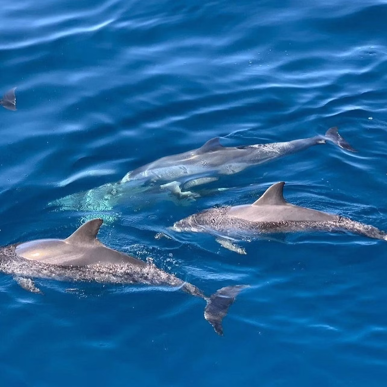Dolphins, Boat Trips, Keeper Uno Canary Islands