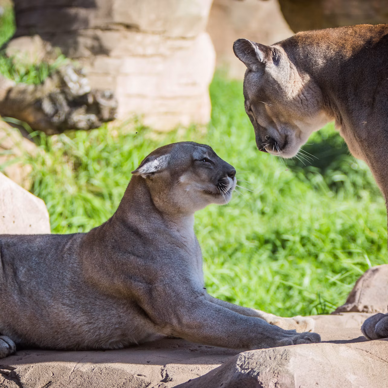 Two cougars interacting on a rocky surface, with one lying down and the other standing, in a grassy outdoor setting.