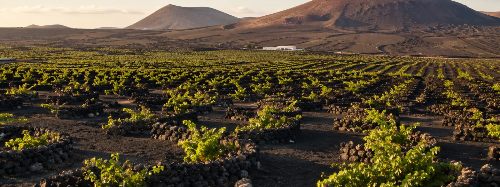Volcanic vineyards in La Geria wine region in Lanzarote