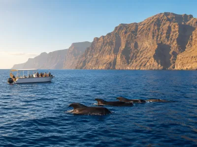 Whale watching boat near pilot whales off the Los Gigantes cliffs in Tenerife