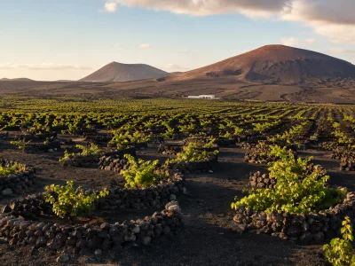 Volcanic vineyards in La Geria wine region in Lanzarote