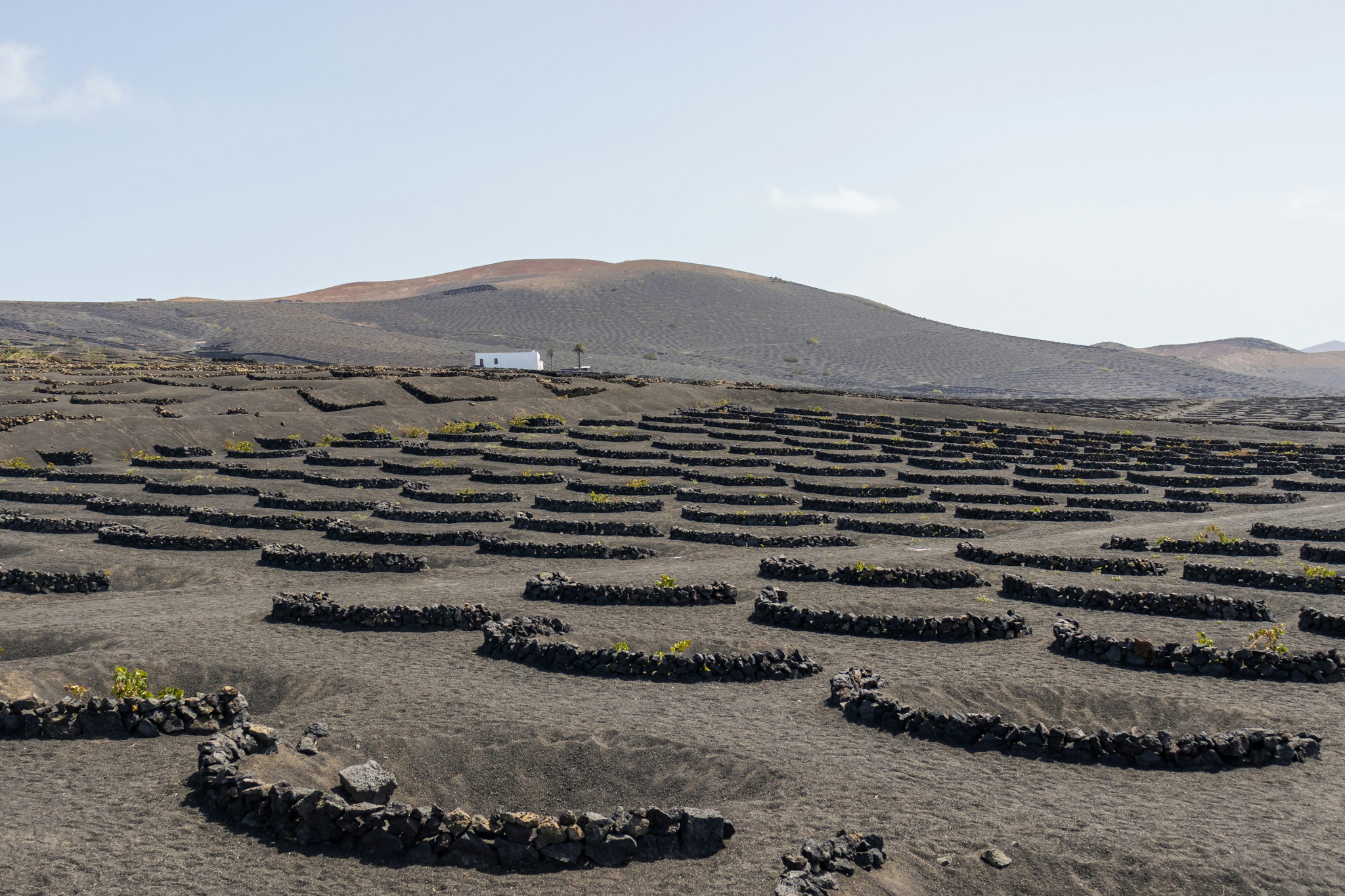 Vue panoramique des creux de culture volcaniques et des champs de cendres noires à La Geria, Lanzarote, décor du Wine Run