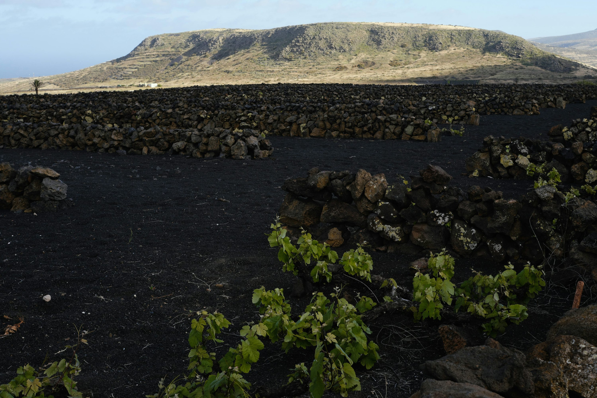 Jeunes ceps de vigne et murets de pierre volcanique de protection dans la région viticole de La Geria à Lanzarote